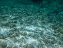 Sous l eau - Maupiti - Copyright : See Otherwise 2012 - 2026