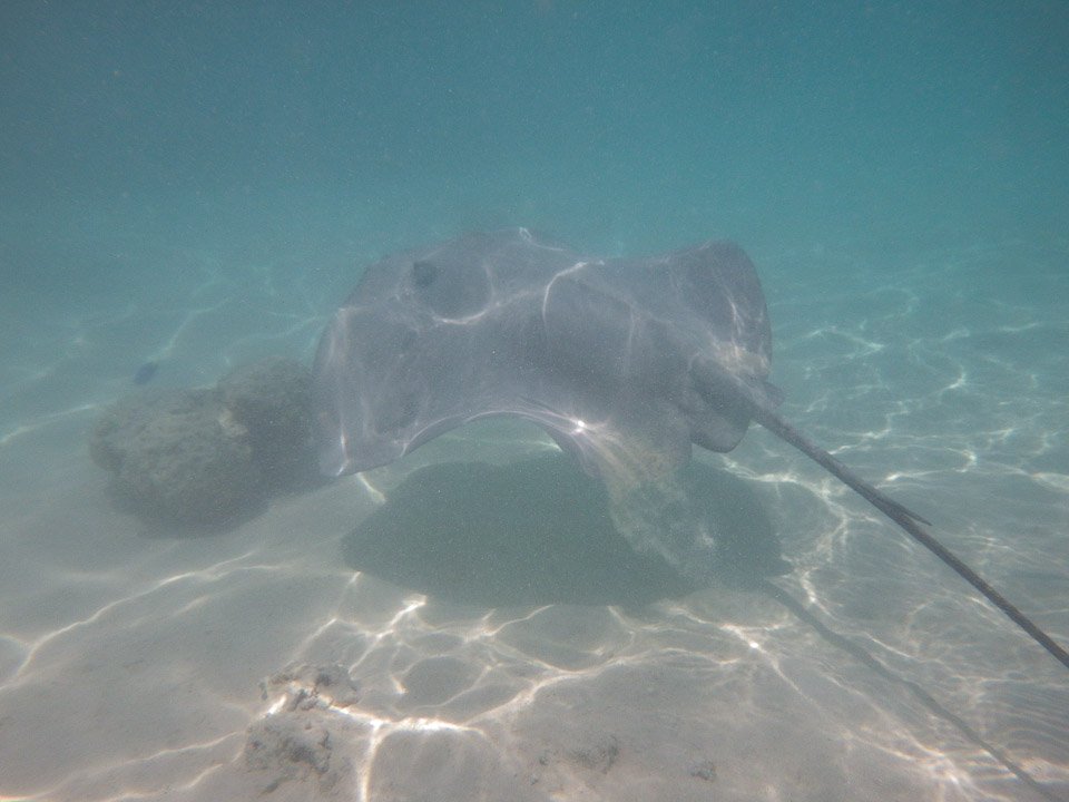 IMGP1375.jpg Sous l eau - Moorea - Copyright : See Otherwise 2012 - 2024