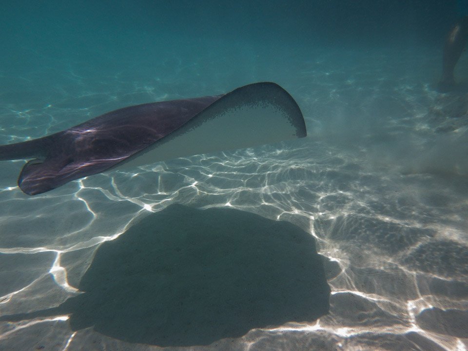 IMGP1378.jpg Sous l eau - Moorea - Copyright : See Otherwise 2012 - 2024