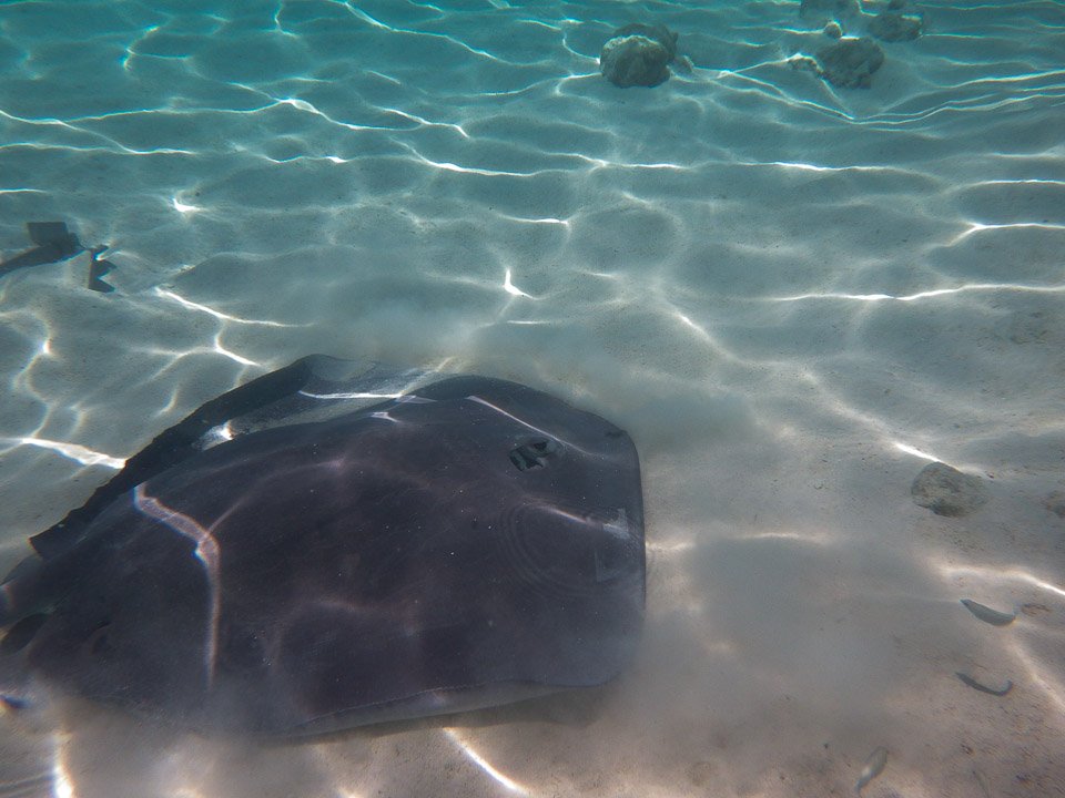 IMGP1382.jpg Sous l eau - Moorea - Copyright : See Otherwise 2012 - 2024