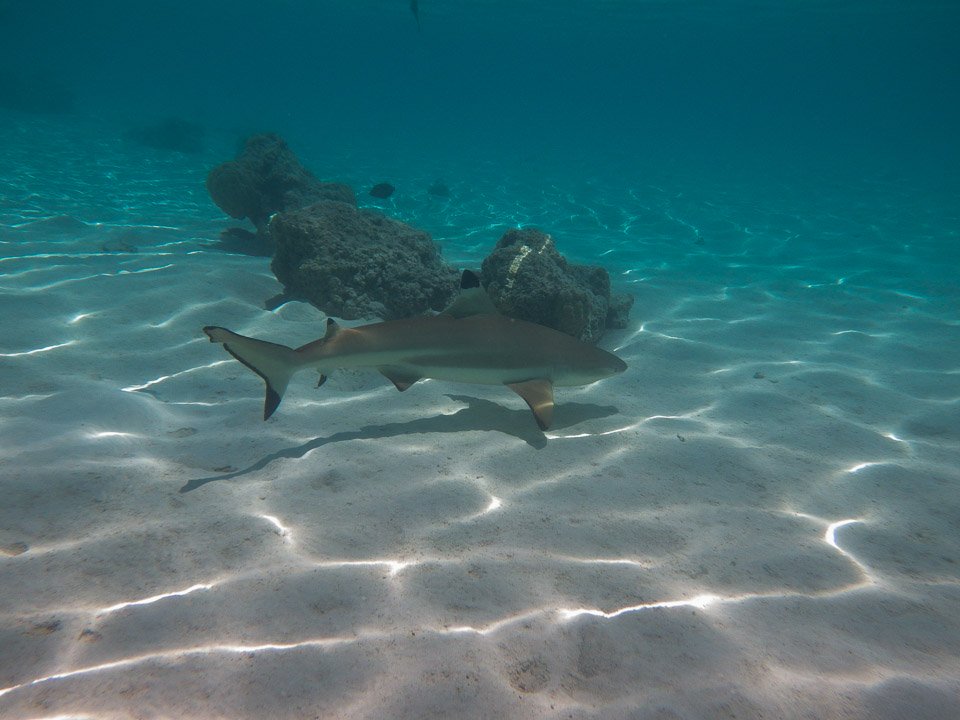 IMGP1388.jpg Sous l eau - Moorea - Copyright : See Otherwise 2012 - 2024