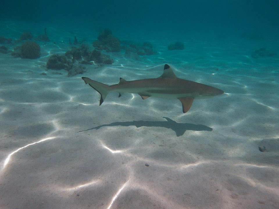 IMGP1395.jpg Sous l eau - Moorea - Copyright : See Otherwise 2012 - 2024