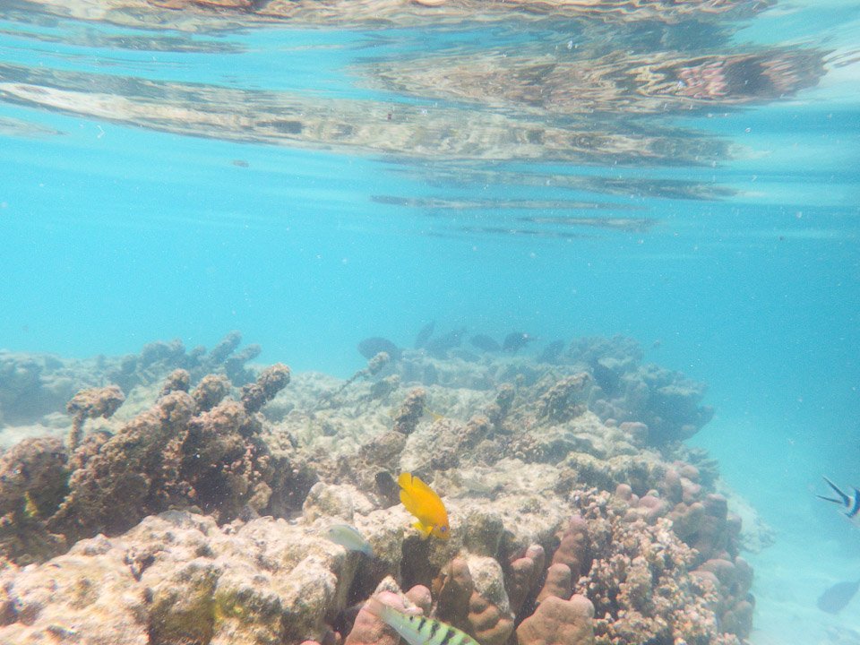 IMGP1496.jpg Sous l eau - Moorea - Copyright : See Otherwise 2012 - 2024