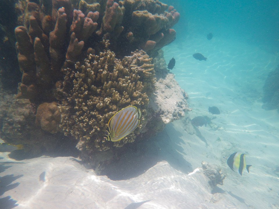 IMGP1498.jpg Sous l eau - Moorea - Copyright : See Otherwise 2012 - 2024