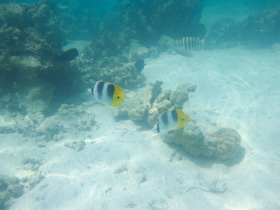 IMGP1537.jpg Sous l eau - Moorea - Copyright : See Otherwise 2012 - 2024