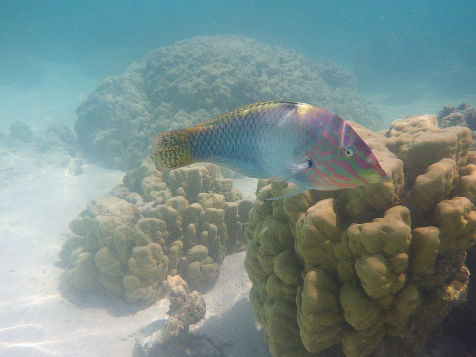 IMGP1542.jpg Sous l eau - Moorea - Copyright : See Otherwise 2012 - 2024