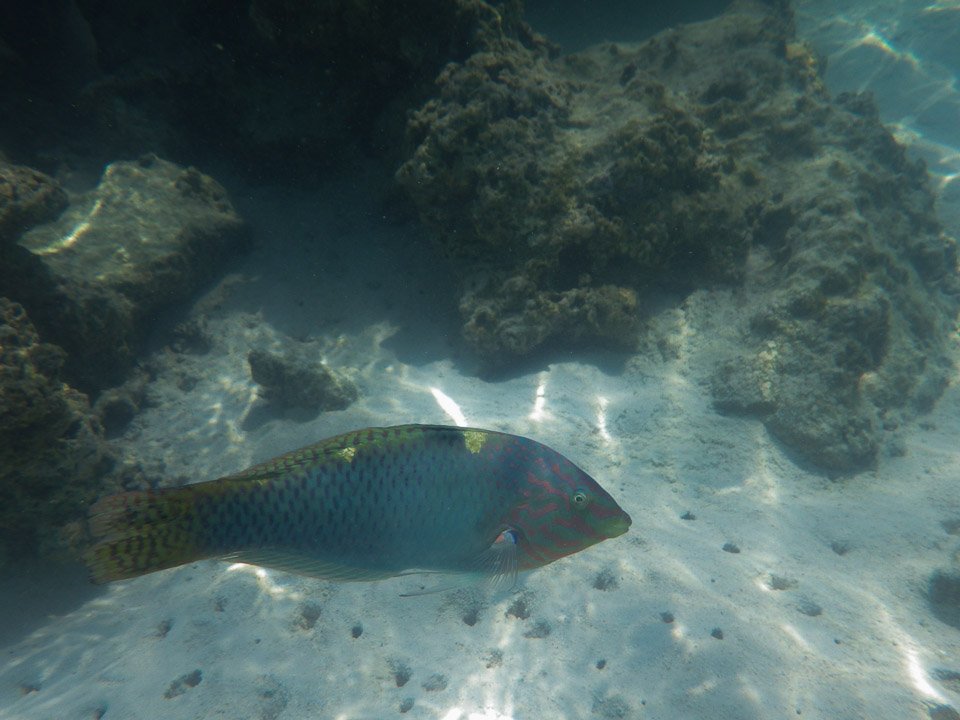 IMGP1543.jpg Sous l eau - Moorea - Copyright : See Otherwise 2012 - 2024