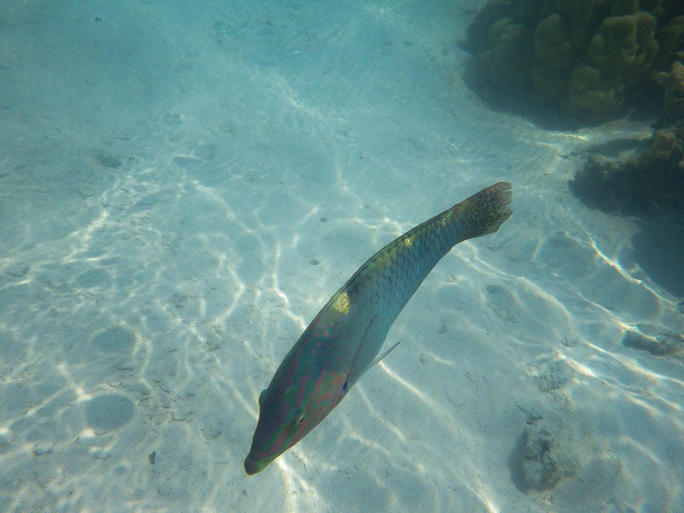 IMGP1544.jpg Sous l eau - Moorea - Copyright : See Otherwise 2012 - 2024