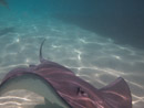 Sous l eau - Moorea - Copyright : See Otherwise 2012 - 2026