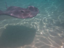 Sous l eau - Moorea - Copyright : See Otherwise 2012 - 2026