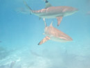 Sous l eau - Moorea - Copyright : See Otherwise 2012 - 2026