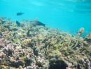 Sous l eau - Moorea - Copyright : See Otherwise 2012 - 2026