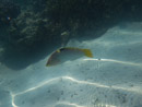 Sous l eau - Moorea - Copyright : See Otherwise 2012 - 2026