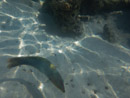 Sous l eau - Moorea - Copyright : See Otherwise 2012 - 2026