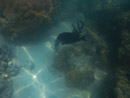 Sous l eau - Moorea - Copyright : See Otherwise 2012 - 2026