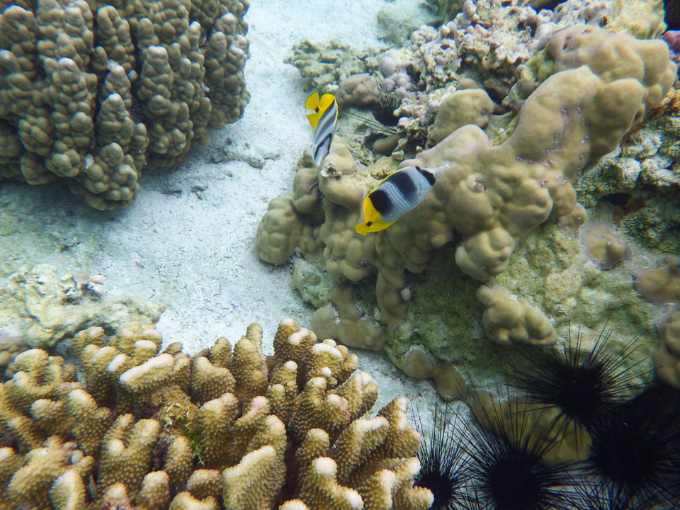 IMGP0469.jpg Sous l eau - Raiatea - Tahaa - Copyright : See Otherwise 2012 - 2024