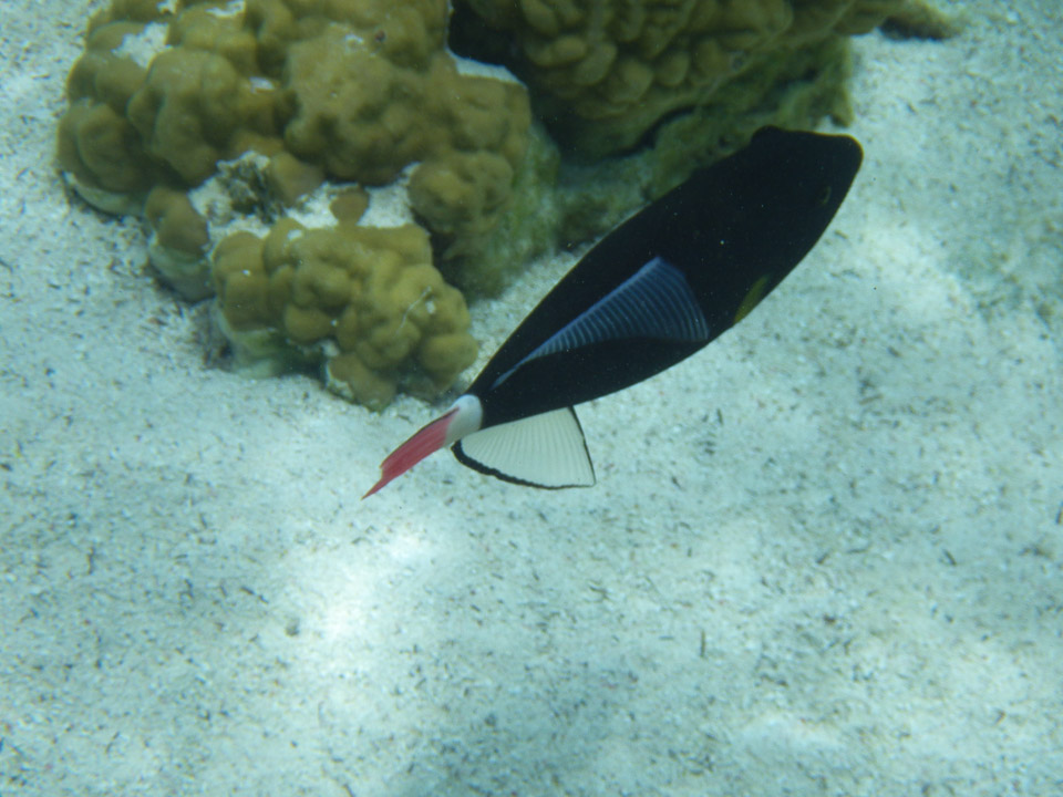 IMGP0516.jpg Sous l eau - Raiatea - Tahaa - Copyright : See Otherwise 2012 - 2024