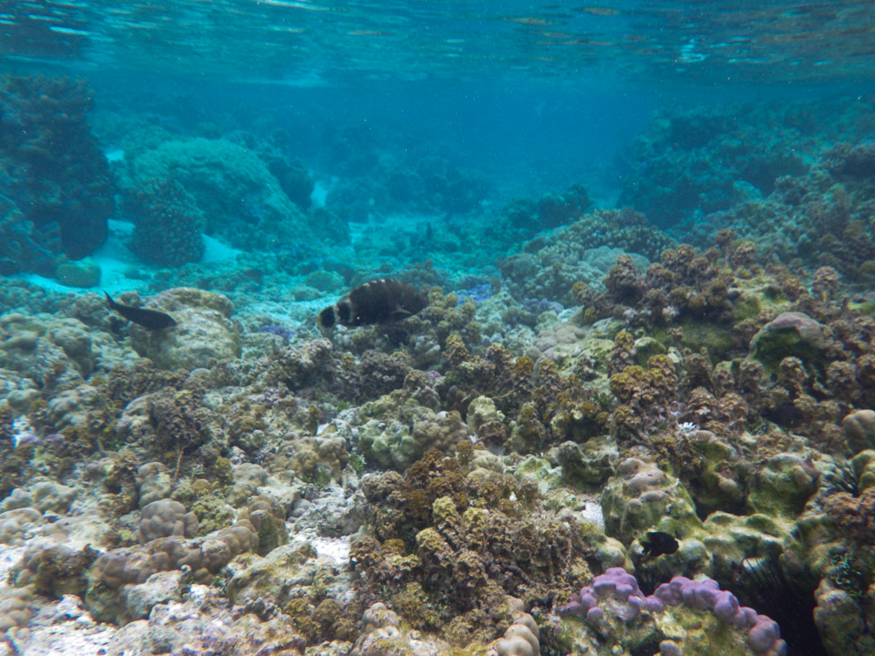 IMGP0540.jpg Sous l eau - Raiatea - Tahaa - Copyright : See Otherwise 2012 - 2024