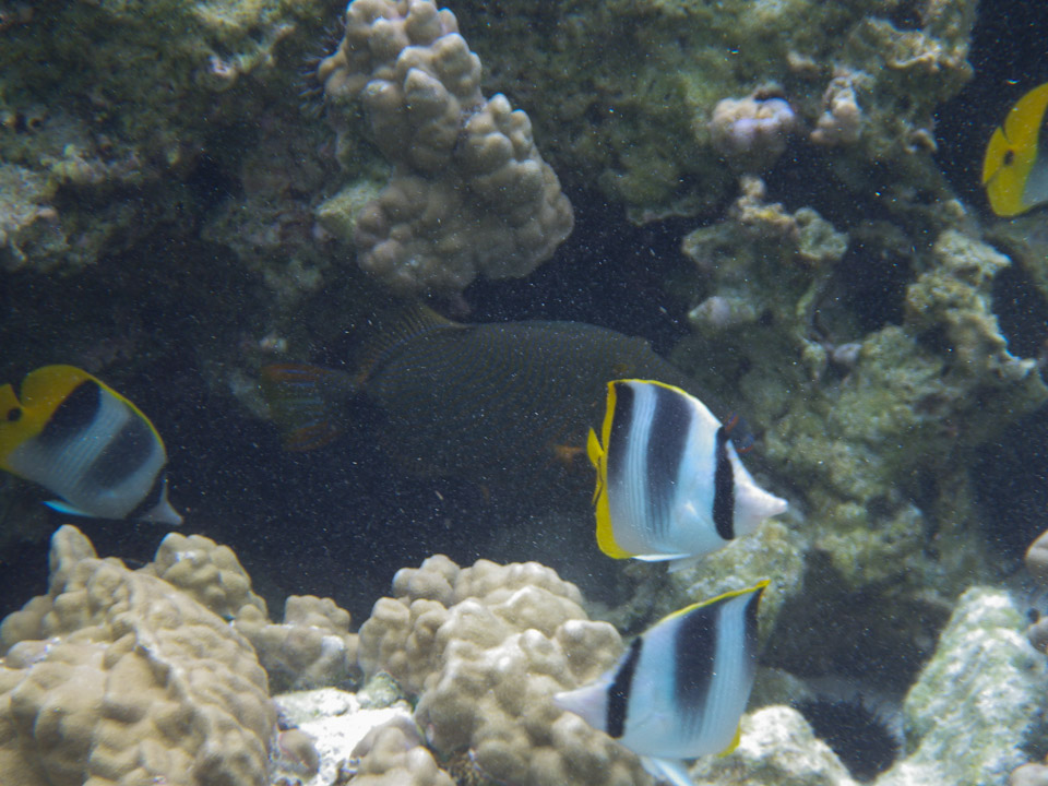 IMGP0559.jpg Sous l eau - Raiatea - Tahaa - Copyright : See Otherwise 2012 - 2024