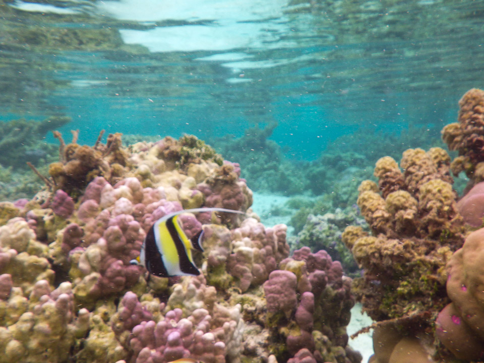 IMGP0572.jpg Sous l eau - Raiatea - Tahaa - Copyright : See Otherwise 2012 - 2024