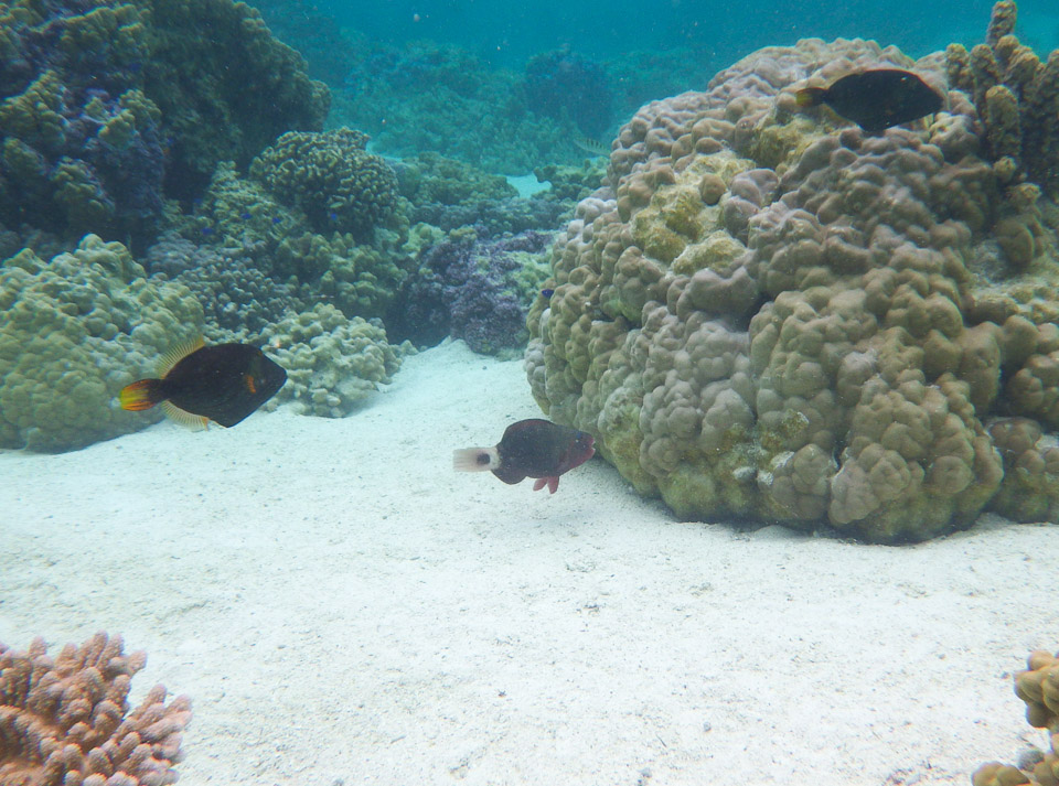 IMGP0586.jpg Sous l eau - Raiatea - Tahaa - Copyright : See Otherwise 2012 - 2024