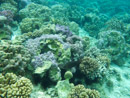 IMGP0439.jpg Sous l eau - Raiatea - Tahaa - Copyright : See Otherwise 2012 - 2026