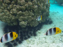 Sous l eau - Raiatea - Tahaa - Copyright : See Otherwise 2012 - 2026