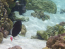 Sous l eau - Raiatea - Tahaa - Copyright : See Otherwise 2012 - 2026