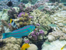 Sous l eau - Raiatea - Tahaa - Copyright : See Otherwise 2012 - 2025