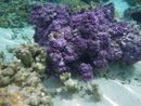 Sous l eau - Raiatea - Tahaa - Copyright : See Otherwise 2012 - 2026