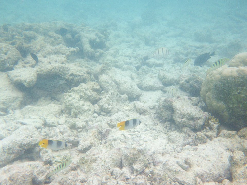 IMGP1841.jpg Sous l eau - Rangiroa - Copyright : See Otherwise 2012 - 2024