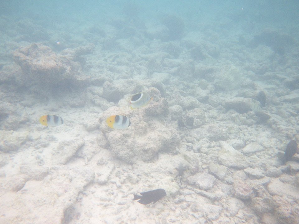 IMGP1848.jpg Sous l eau - Rangiroa - Copyright : See Otherwise 2012 - 2024