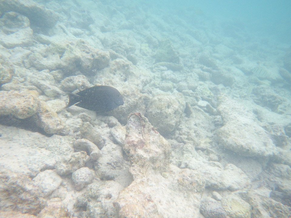 IMGP1862.jpg Sous l eau - Rangiroa - Copyright : See Otherwise 2012 - 2024