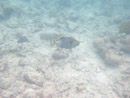 IMGP1812.jpg Sous l eau - Rangiroa - Copyright : See Otherwise 2012 - 2026