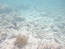 IMGP1854.jpg Sous l eau - Rangiroa - Copyright : See Otherwise 2012 - 2026