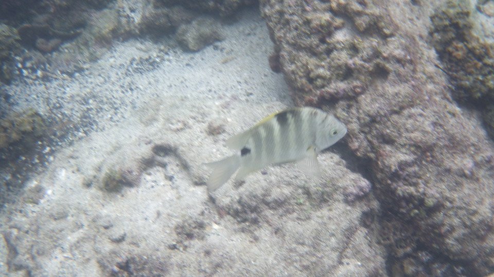 IMGP0038.jpg Sous l eau - Tahiti - Copyright : See Otherwise 2012 - 2024