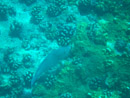 Sous l eau - Tikehau - Copyright : See Otherwise 2012 - 2026