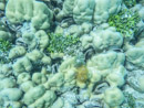 Sous l eau - Tikehau - Copyright : See Otherwise 2012 - 2026