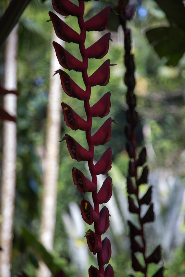 3L9A9942.jpg Tropical Botanical Garden - Copyright : See Otherwise 2012 - 2024