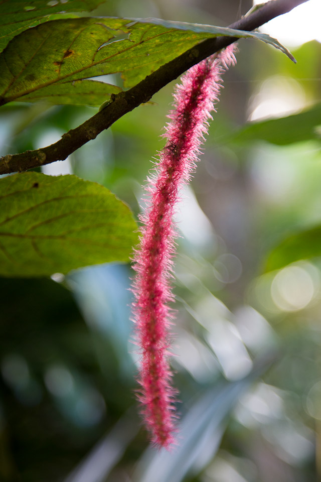 3L9A9948.jpg Tropical Botanical Garden - Copyright : See Otherwise 2012 - 2024