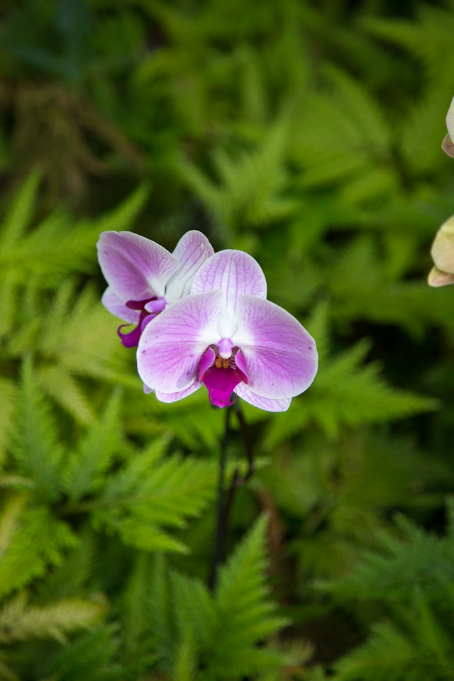 3L9A9979.jpg Tropical Botanical Garden - Copyright : See Otherwise 2012 - 2024