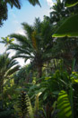 Tropical Botanical Garden - Copyright : See Otherwise 2012 - 2026