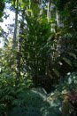 Tropical Botanical Garden - Copyright : See Otherwise 2012 - 2024