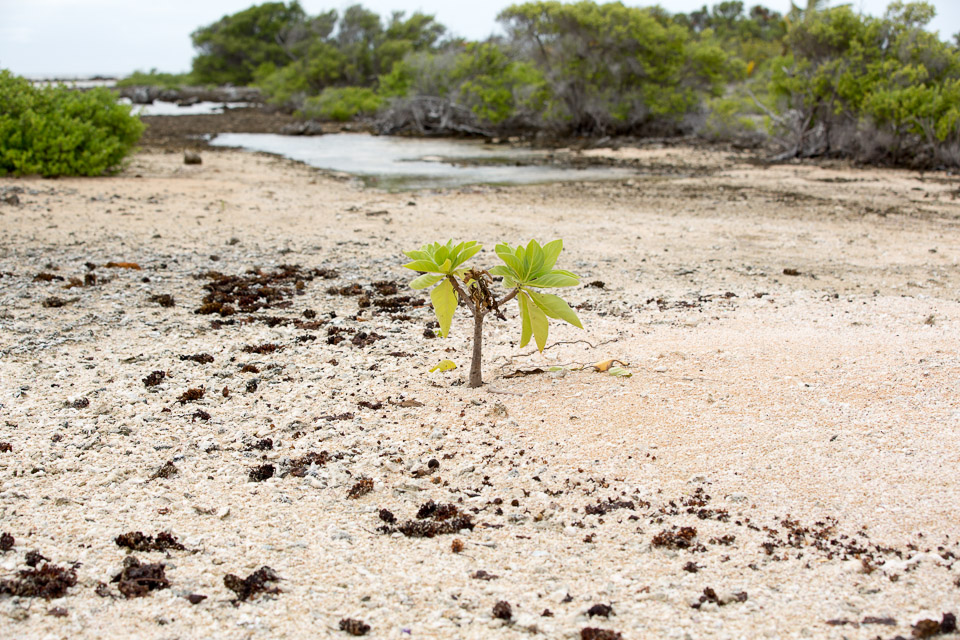 3L9A9540.jpg Tuamotu - Manihi - Copyright : See Otherwise 2012 - 2024