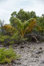 Tuamotu - Manihi - Copyright : See Otherwise 2012 - 2024