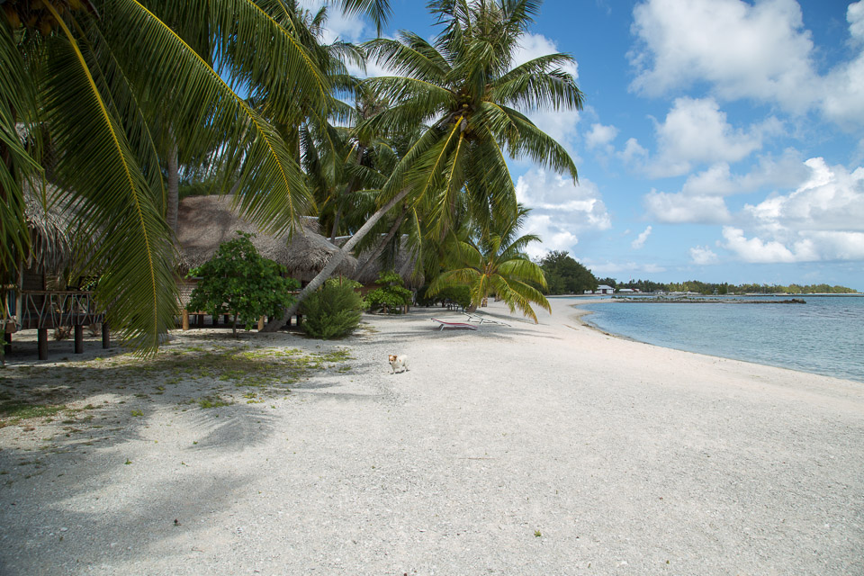 3L9A9076.jpg Tuamotu - Tikehau - Copyright : See Otherwise 2012 - 2024