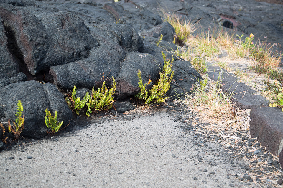 3L9A9636.jpg Volcan Kilauea - Copyright : See Otherwise 2012 - 2024