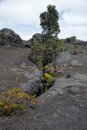 Volcan Kilauea - Copyright : See Otherwise 2012 - 2024