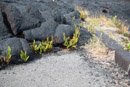 Volcan Kilauea - Copyright : See Otherwise 2012 - 2024