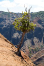 Waimea canyon - Copyright : See Otherwise 2012 - 2026